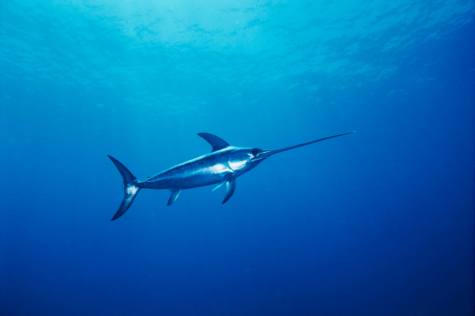 A Majestic Sailfish Swimming In Clear Blue Ocean Waters. Wallpaper