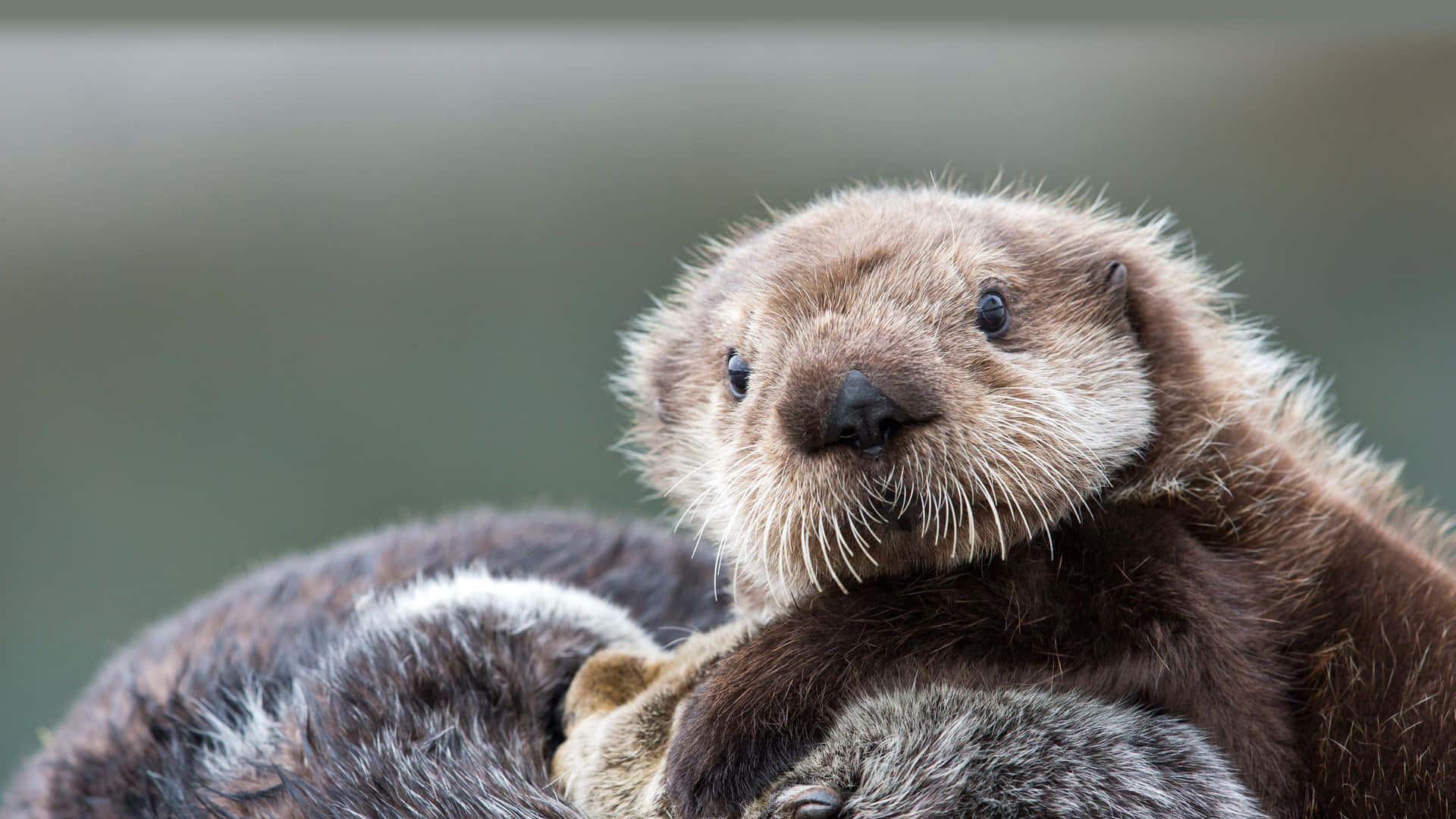 Een Majestueuze Zeeotter In Zijn Natuurlijke Habitat Achtergrond