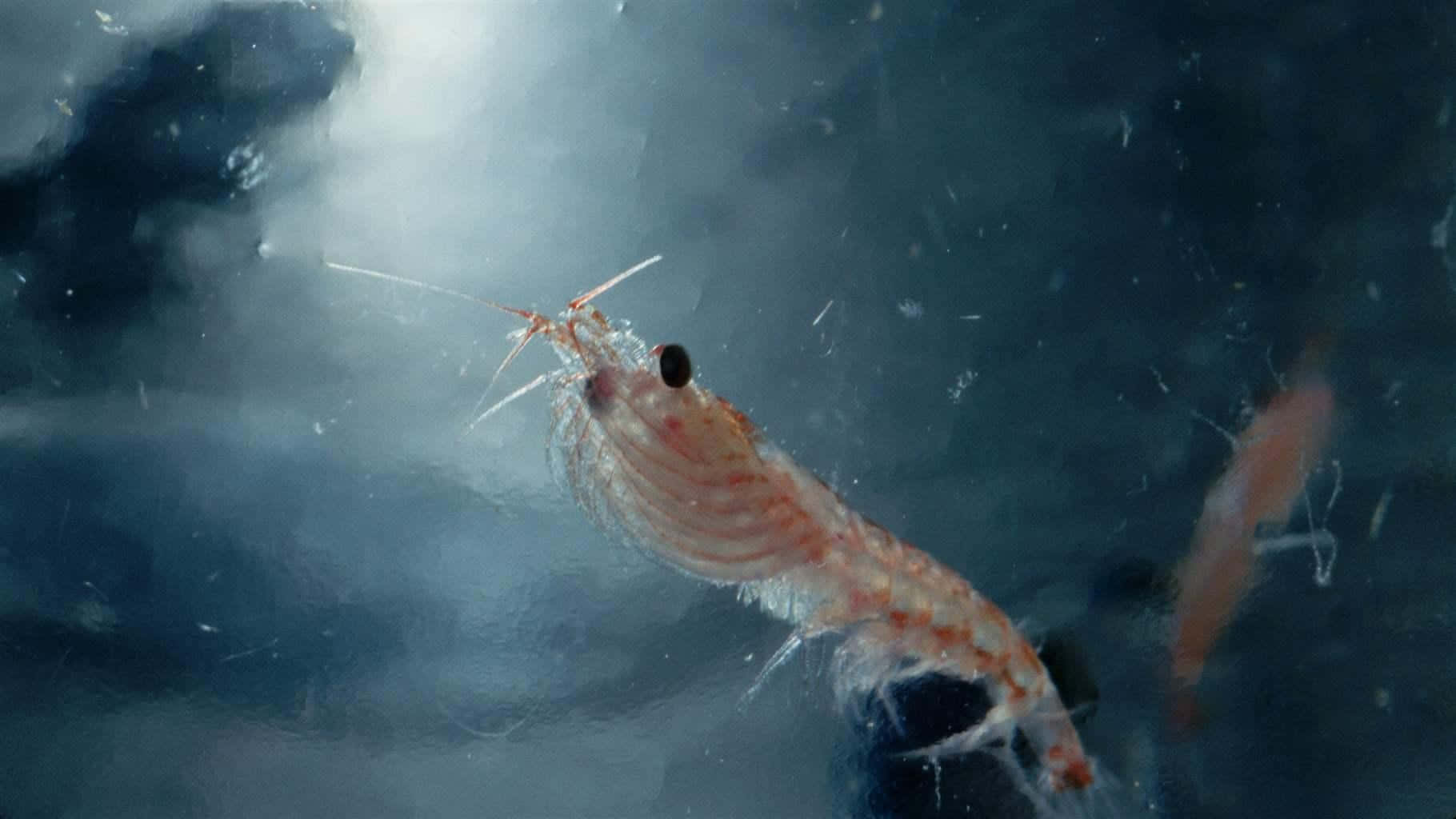 Un Essaim Majestueux De Krill Dans L'océan Profond Fond d'écran