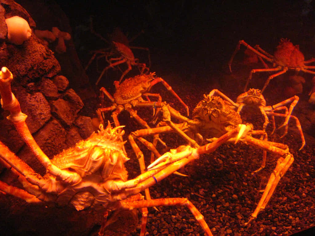 A Majestic Underwater View Of The Giant Spider Crab Wallpaper