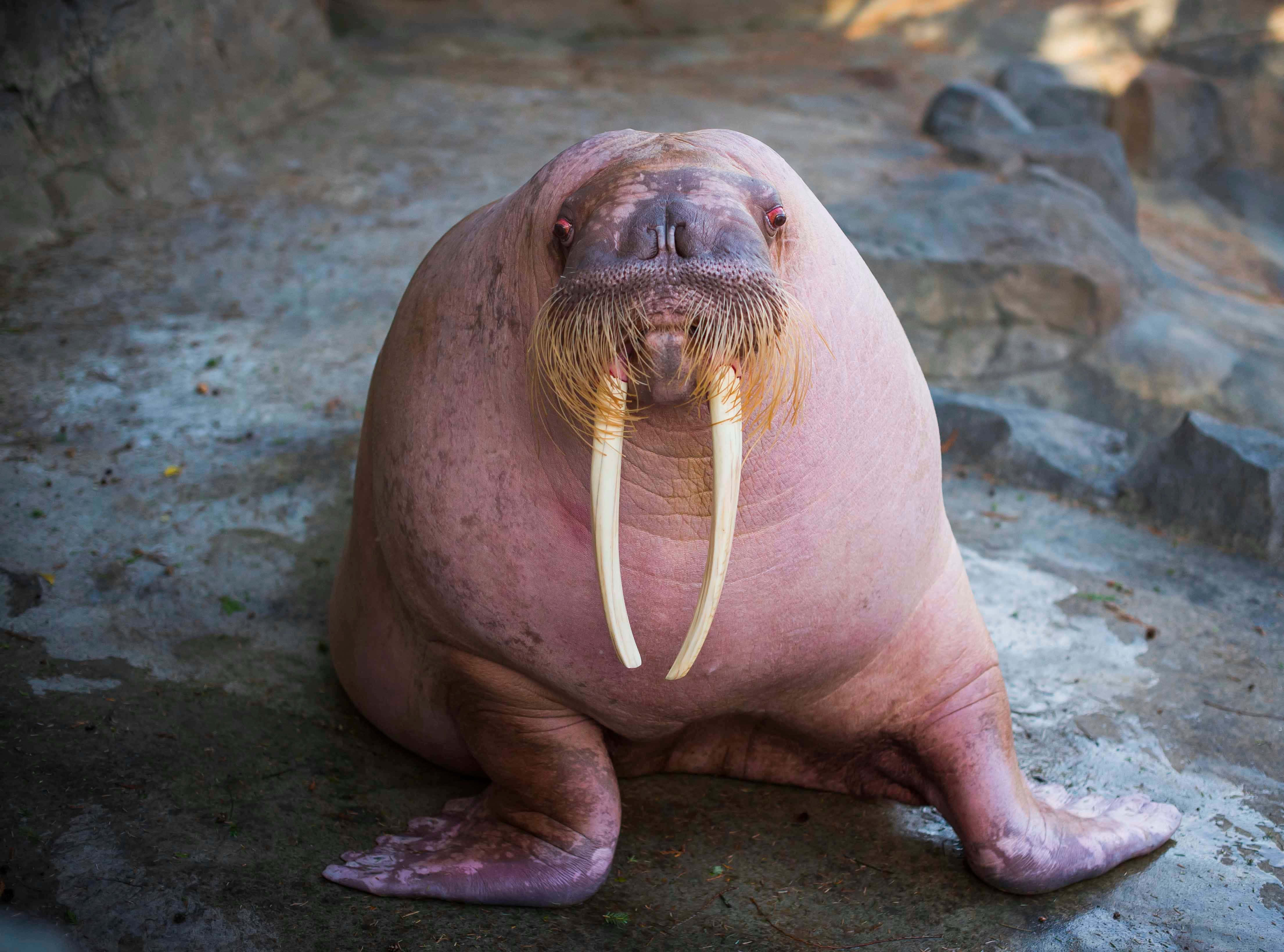 A Majestic Walrus Basking In Its Natural Icy Habitat Wallpaper