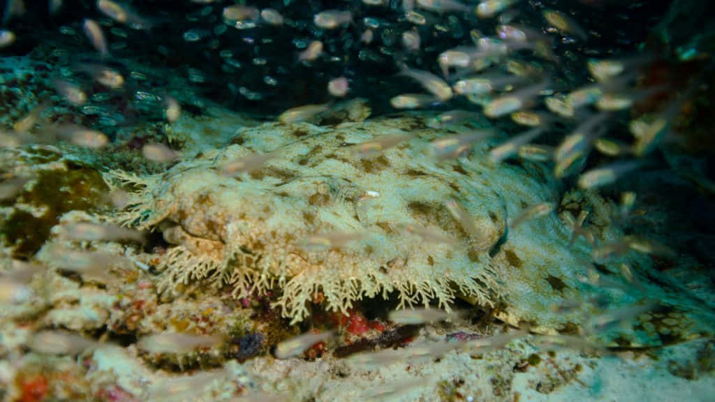 Download A Majestic Wobbegong Shark Lurking In The Depths Wallpaper 