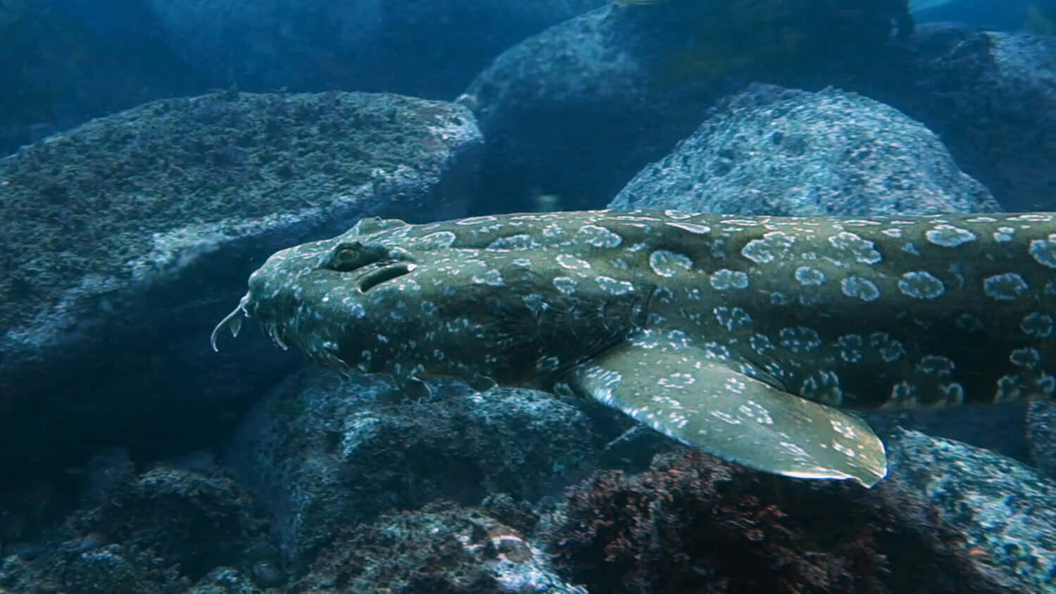 A Majestic Wobbegong Shark Lying On The Ocean Floor Wallpaper