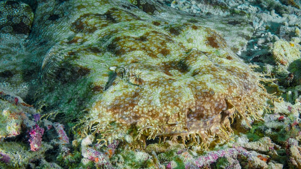 A Majestic Wobbegong Shark Swimming Underwater Wallpaper