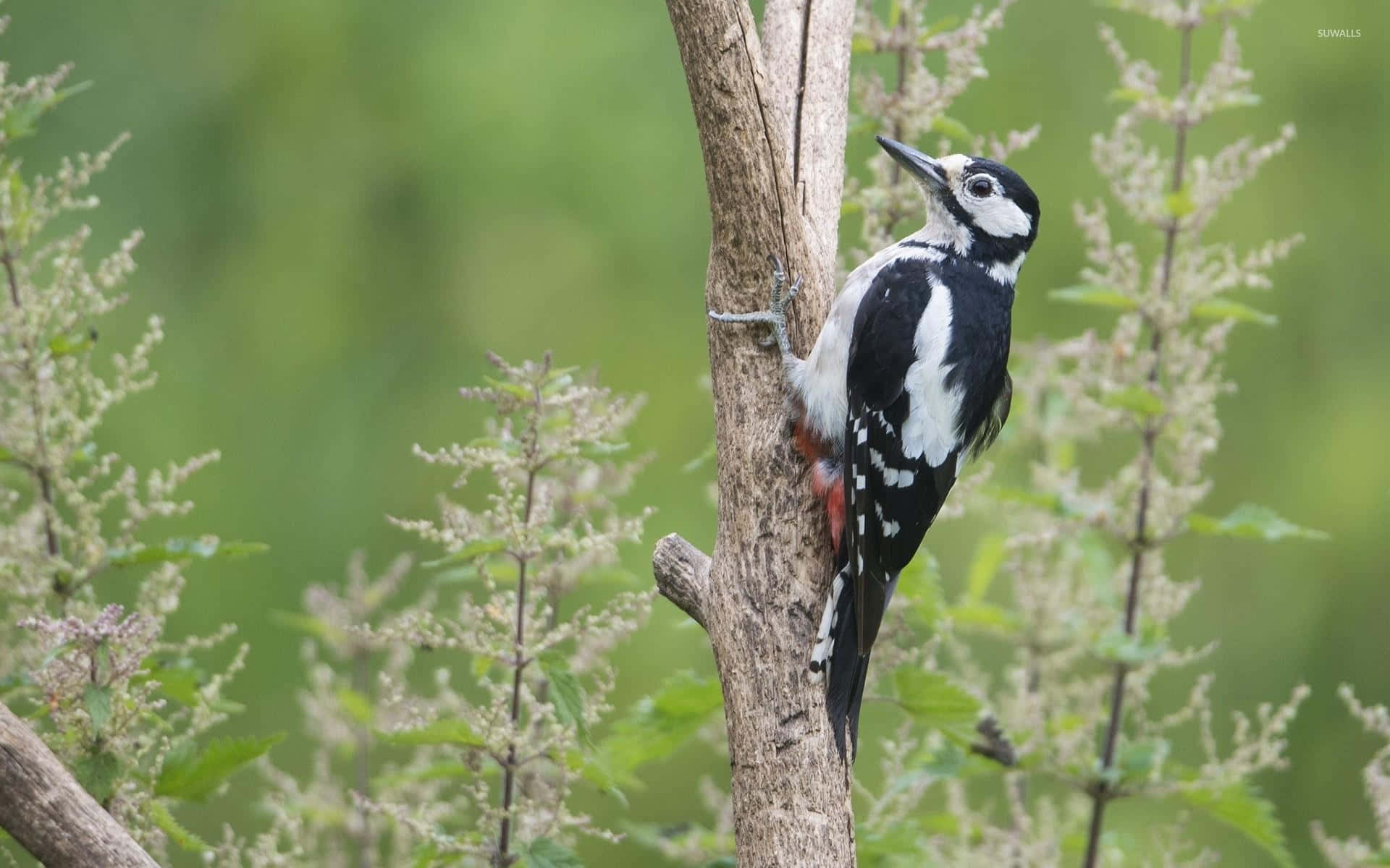 A Majestic Woodpecker Perch On A Branch Wallpaper