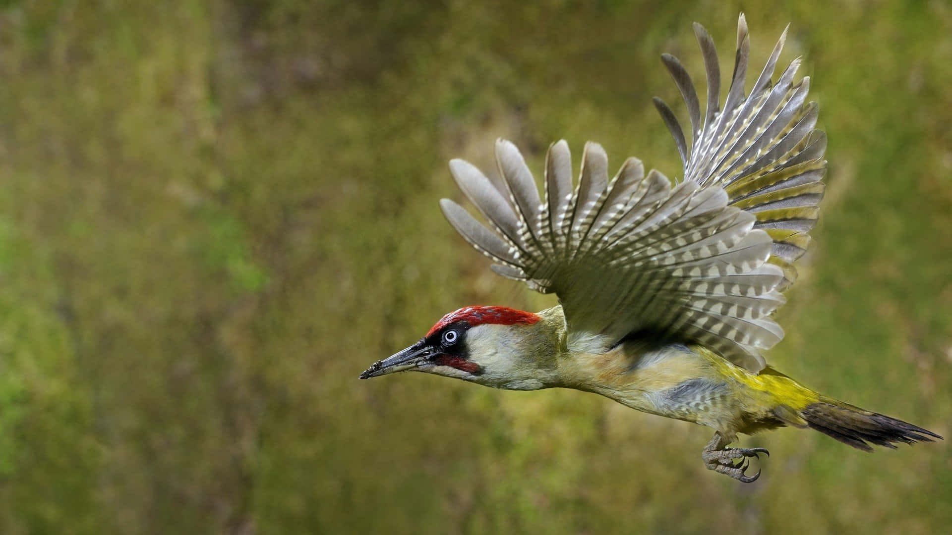 A Majestic Woodpecker Perched On A Tree Trunk Wallpaper
