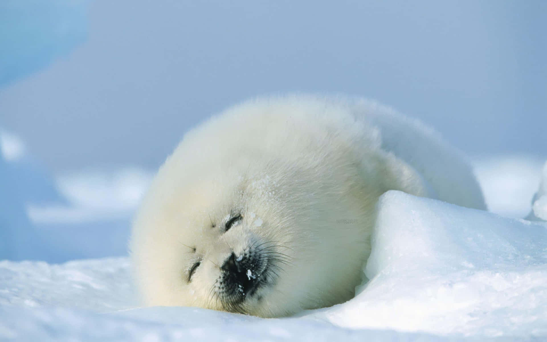 A Majestically Beautiful Seal Lounging On An Icy Landscape. Wallpaper