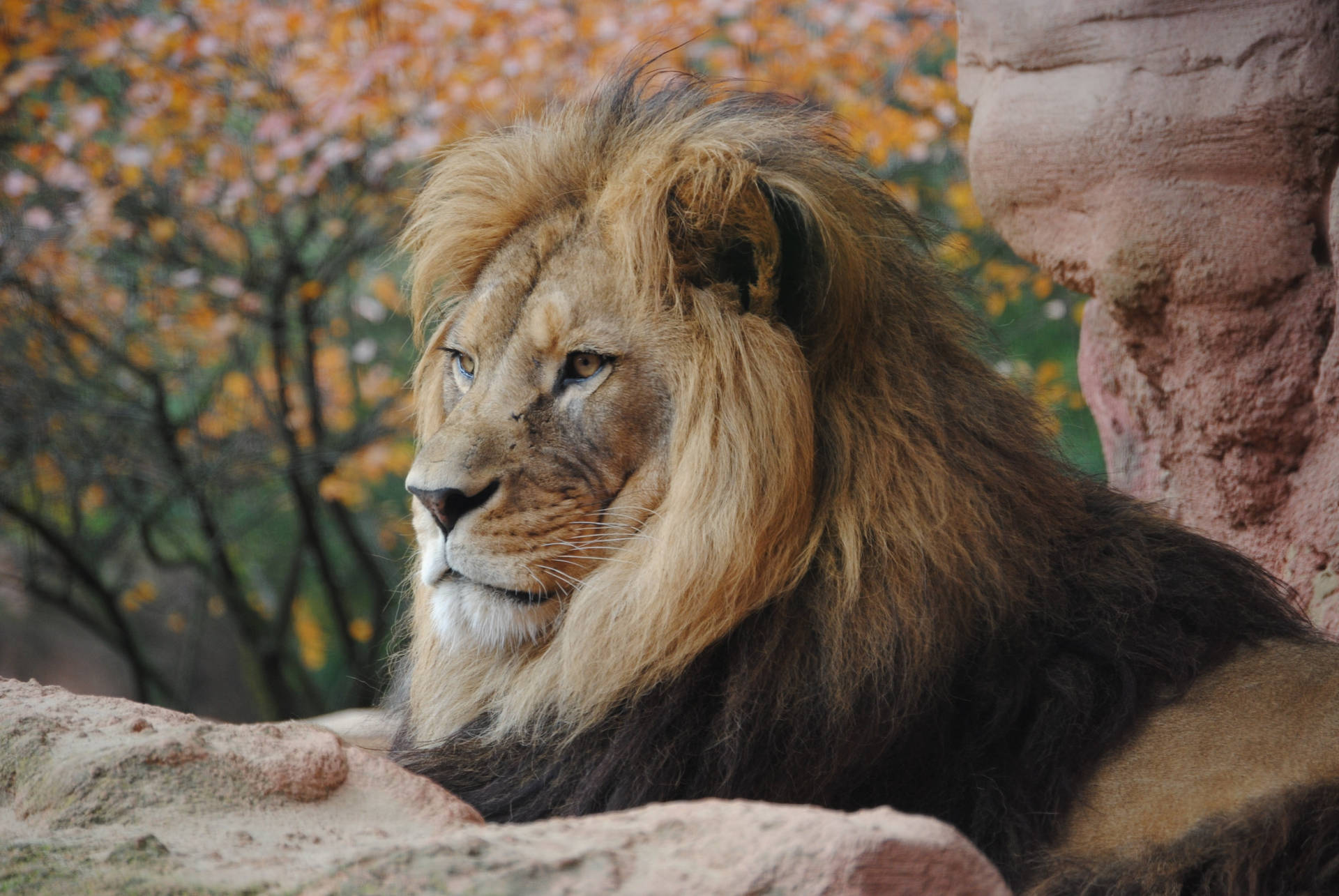 A Male Lion Rests Amongst Some Pale Brown Rocks In This Wallpaper For Your Desktop. Wallpaper