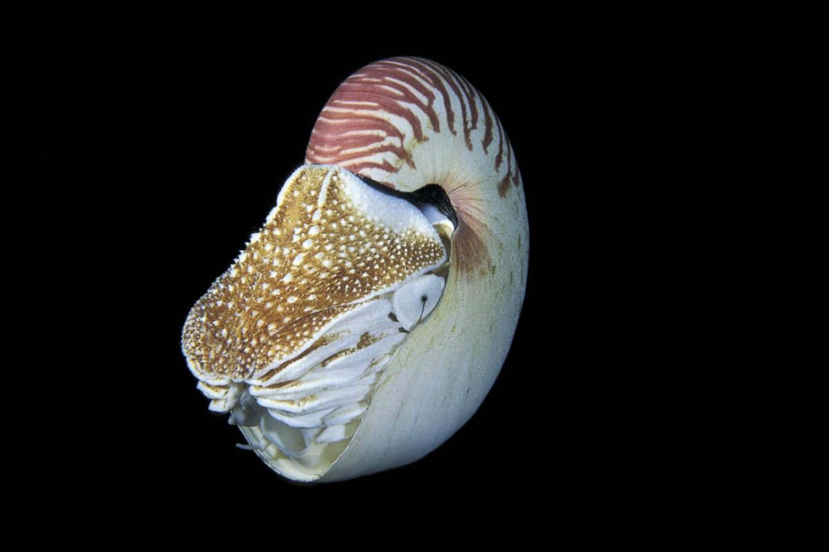 A Mesmerizing Dance Undersea: Close-up Image Of A Colorful Cephalopod Wallpaper