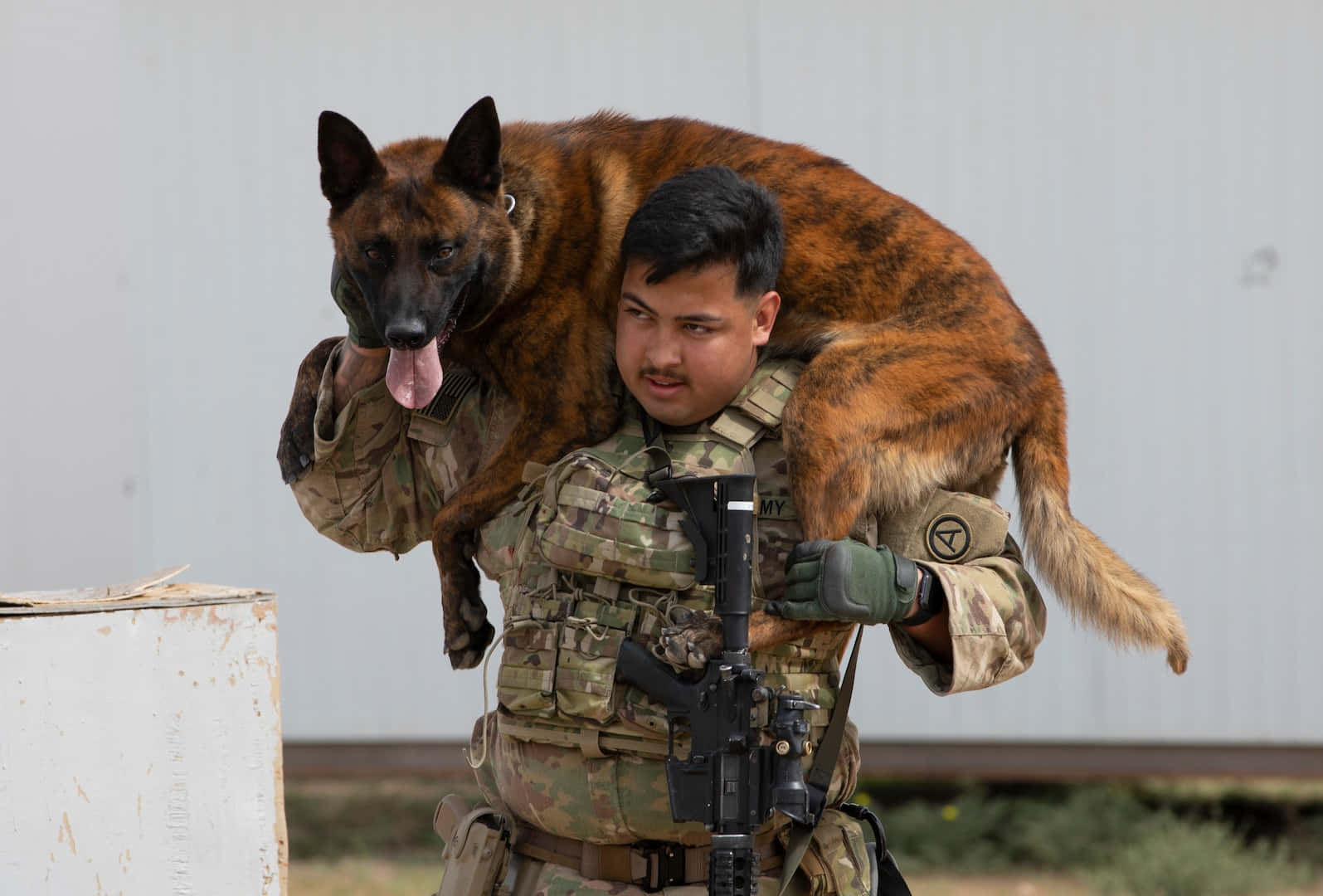 A Military Dog Geared With Protective Glasses And Tactical Vest, Ready For Action. Wallpaper