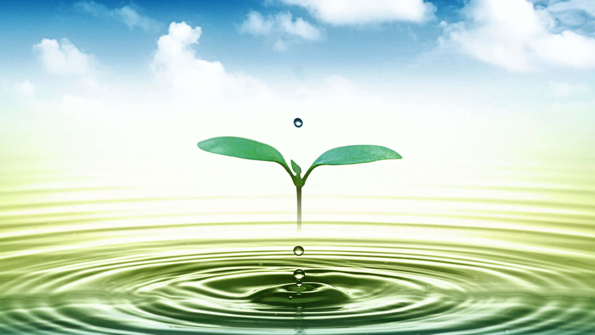 A Moment Of Conservation - Save Water, Save Nature Wallpaper