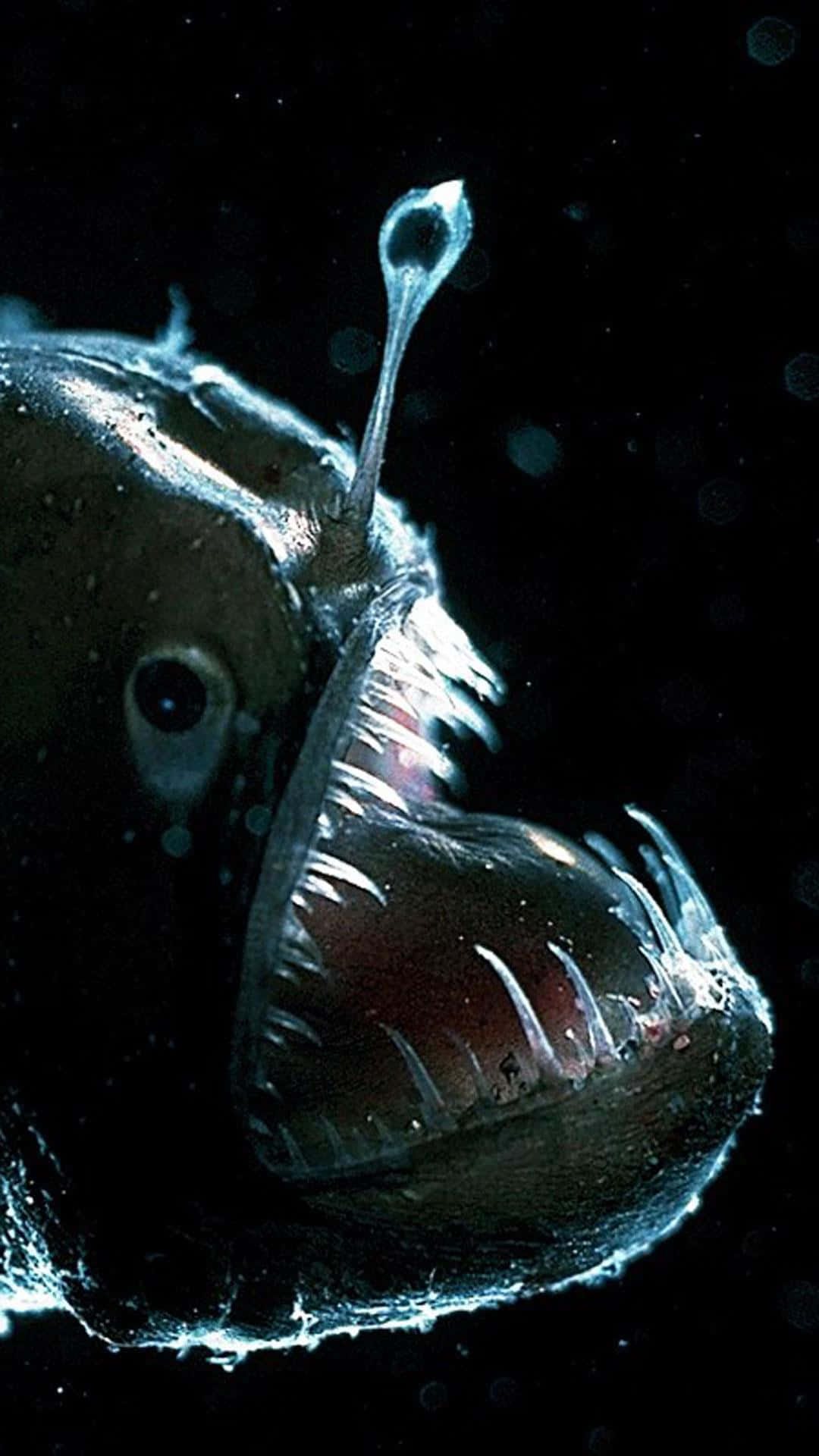A Monstrous Beauty: Close-up Shot Of An Anglerfish Wallpaper