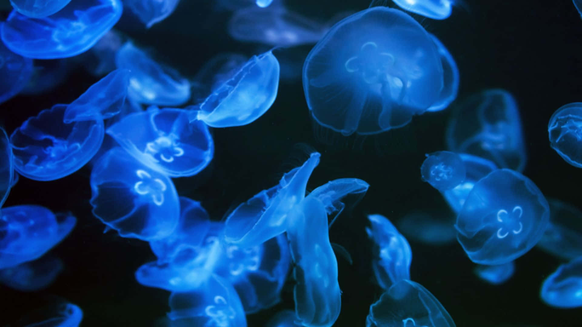 A Mystifying Moon Jelly In The Deep Blue Wallpaper