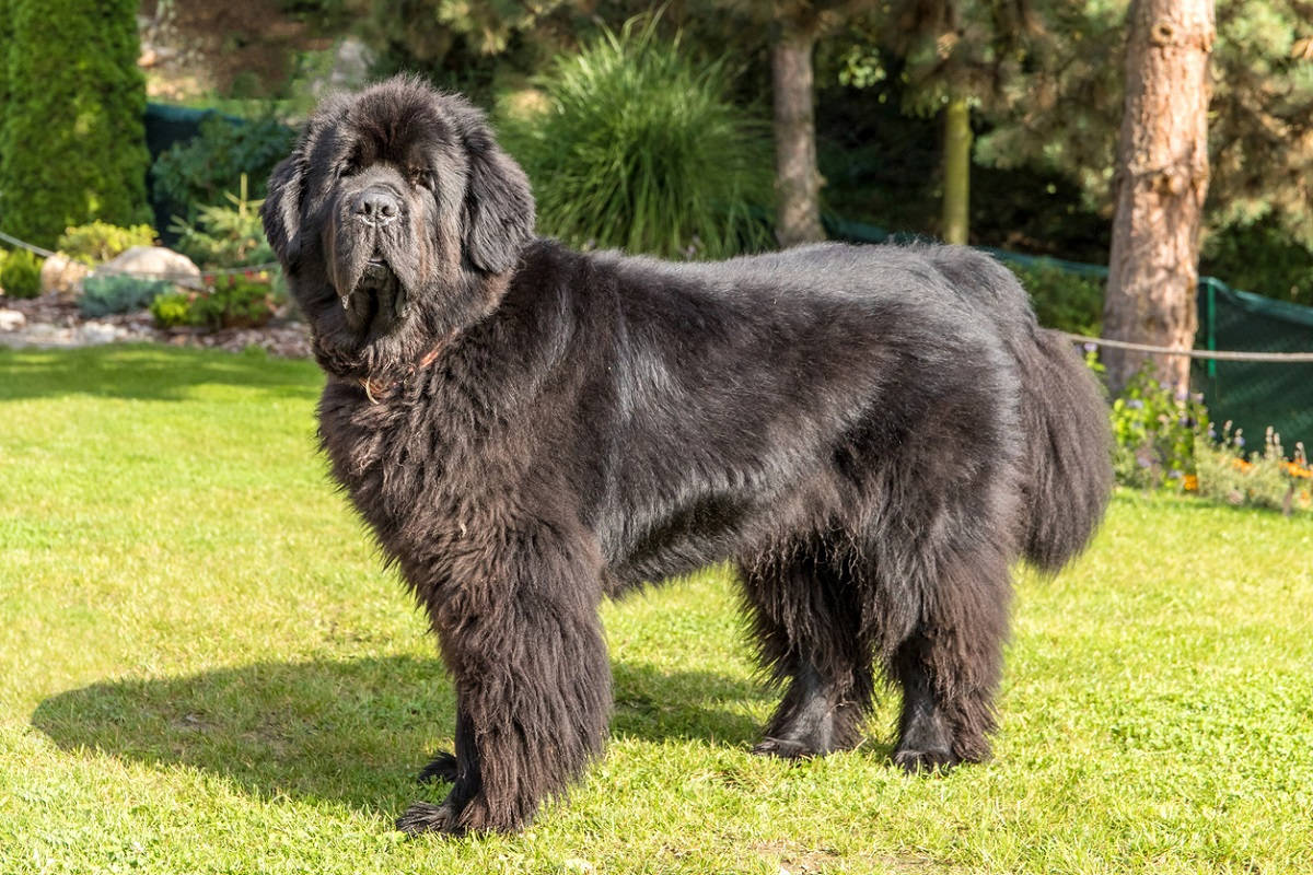 A Newfoundland Dog In The Park Wallpaper