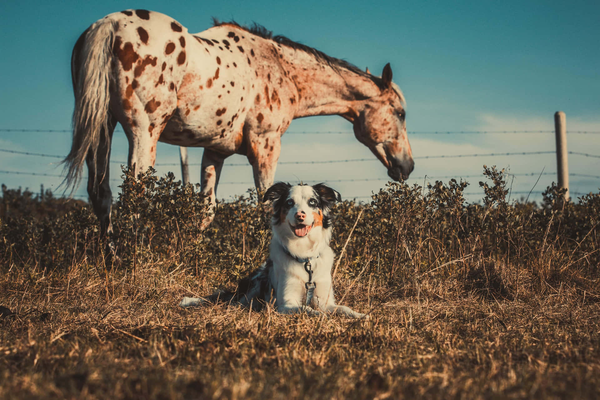 A Peaceful Moment Between A Horse And A Dog Wallpaper