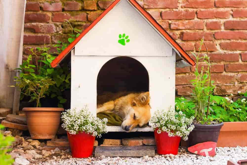 Download A Peaceful Moment In The Cozy, Top-notch Dog Kennel Wallpaper