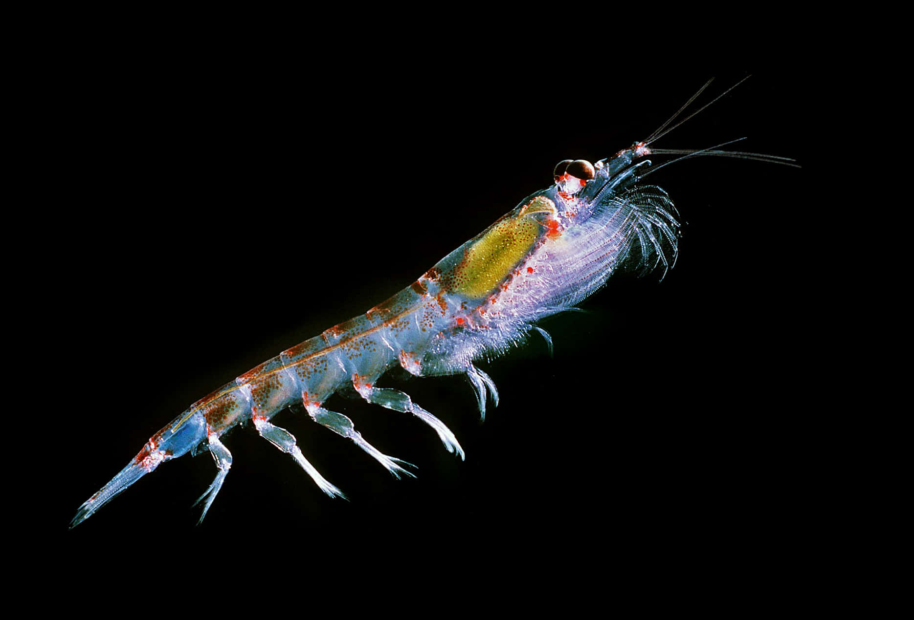 Une École Phénoménale De Krill En Essaim Dans La Mer Profonde Fond d'écran