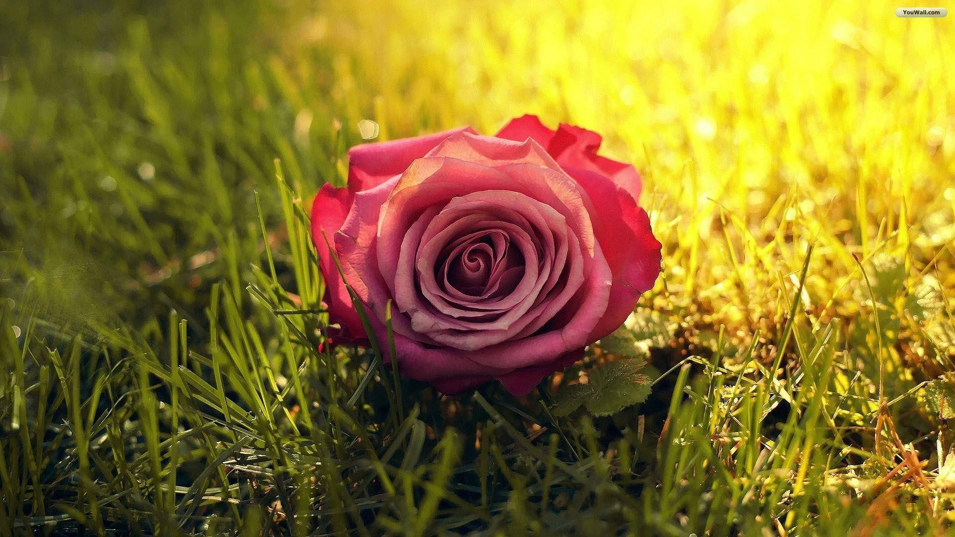 A Pink Rose From A Garden Of Roses Wallpaper