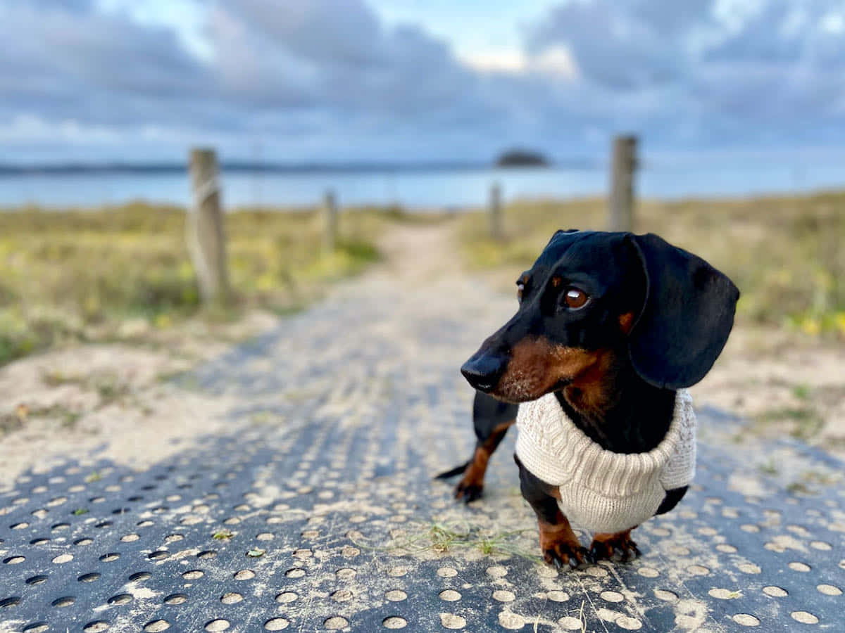 Een Speelse Hond Die De Zomer Geniet Op Een Zonnig Strand Achtergrond