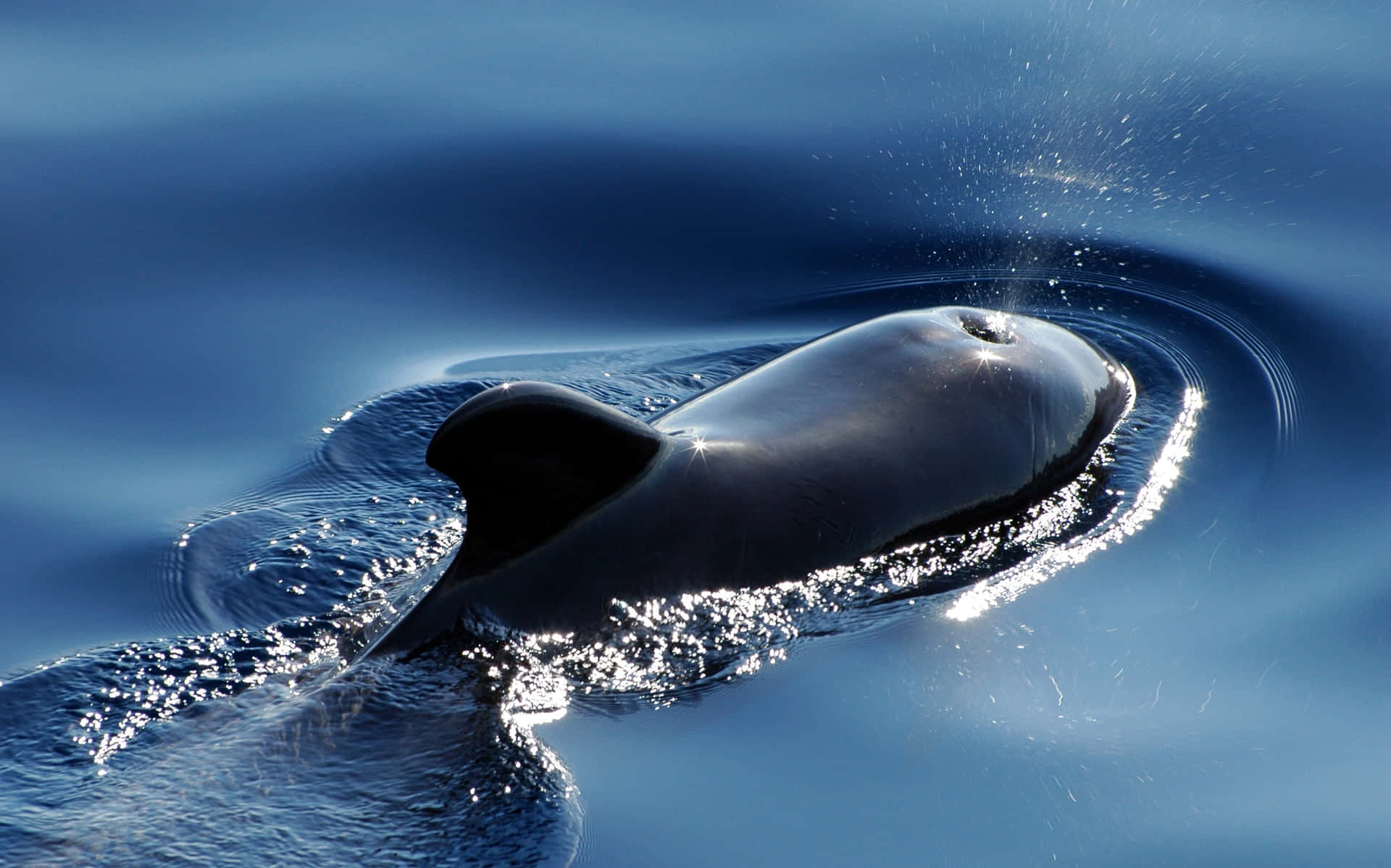 A Playful Porpoise Leaping Amidst The Ocean's Waves Wallpaper