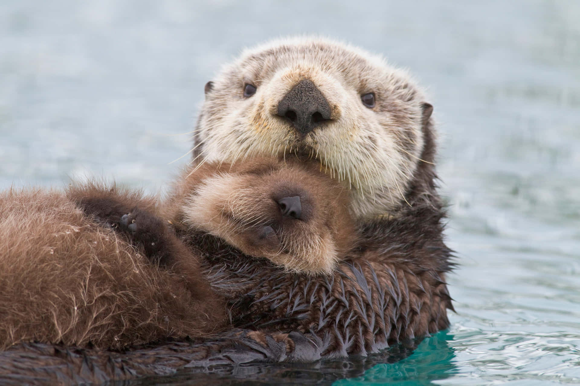 A Playful Sea Otter Enjoying His Swim In The Vibrant Aquatic World. Wallpaper