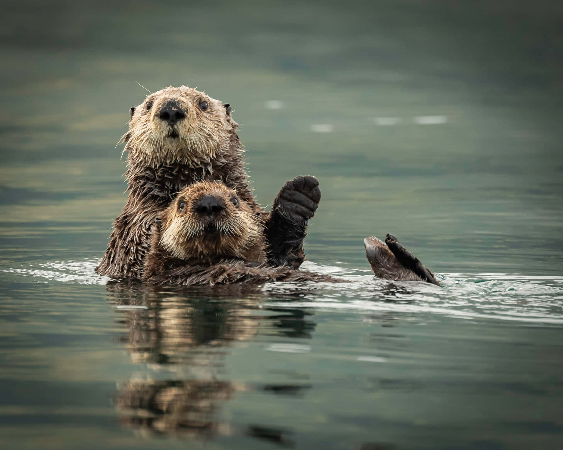 A Playful Sea Otter Waving From The Waters Wallpaper