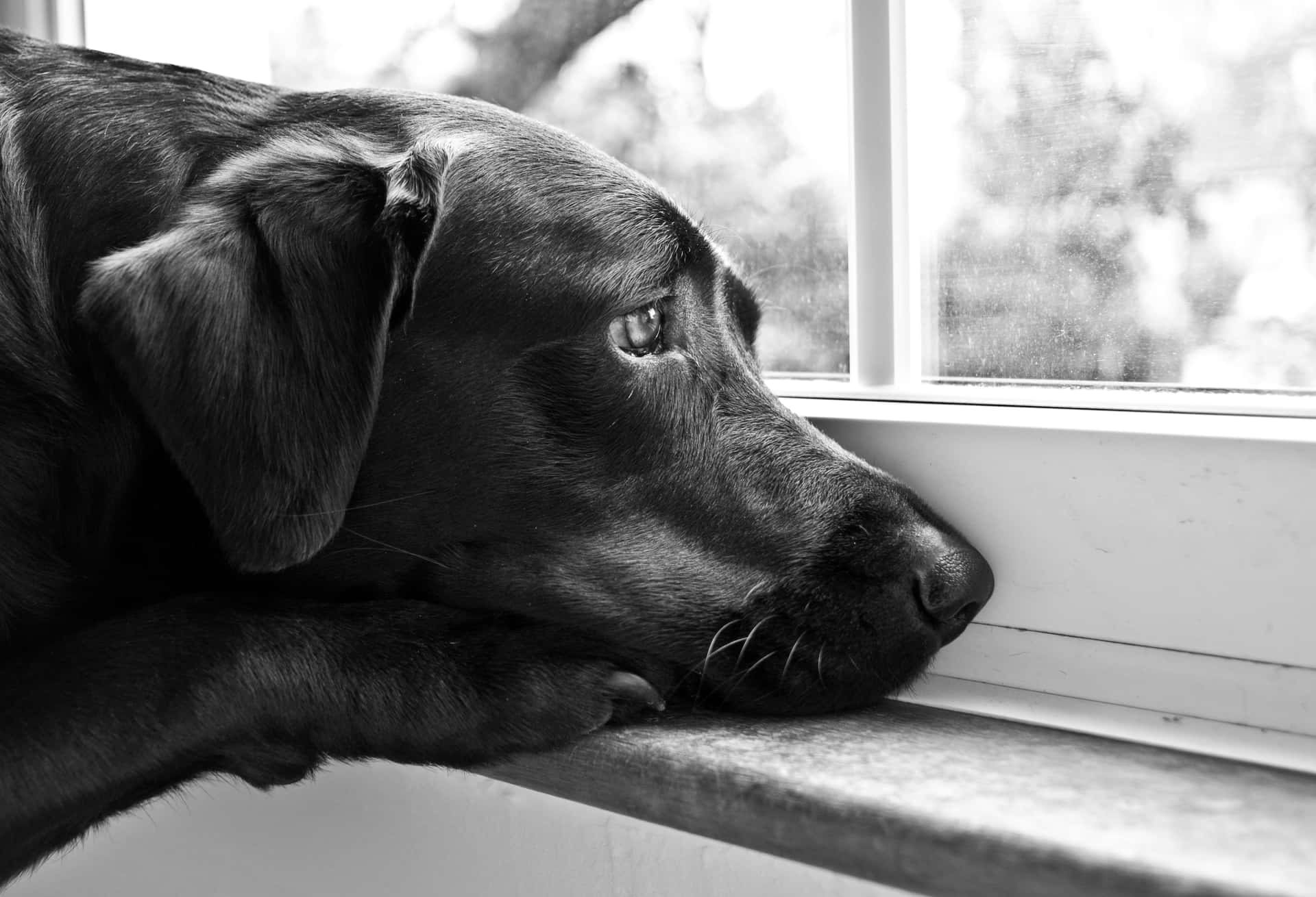 Плачешь у окна по нему скучаешь. Грустная собака. Собака ждет. Собака скучает. Скучающий щенок.