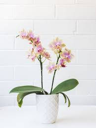 A Pot Of Orchid Flowers Wallpaper