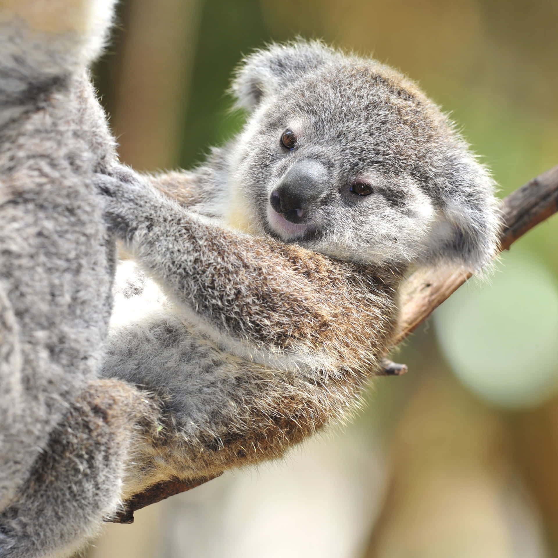A Prominent Koala Perched On An Australian Eucalyptus Tree