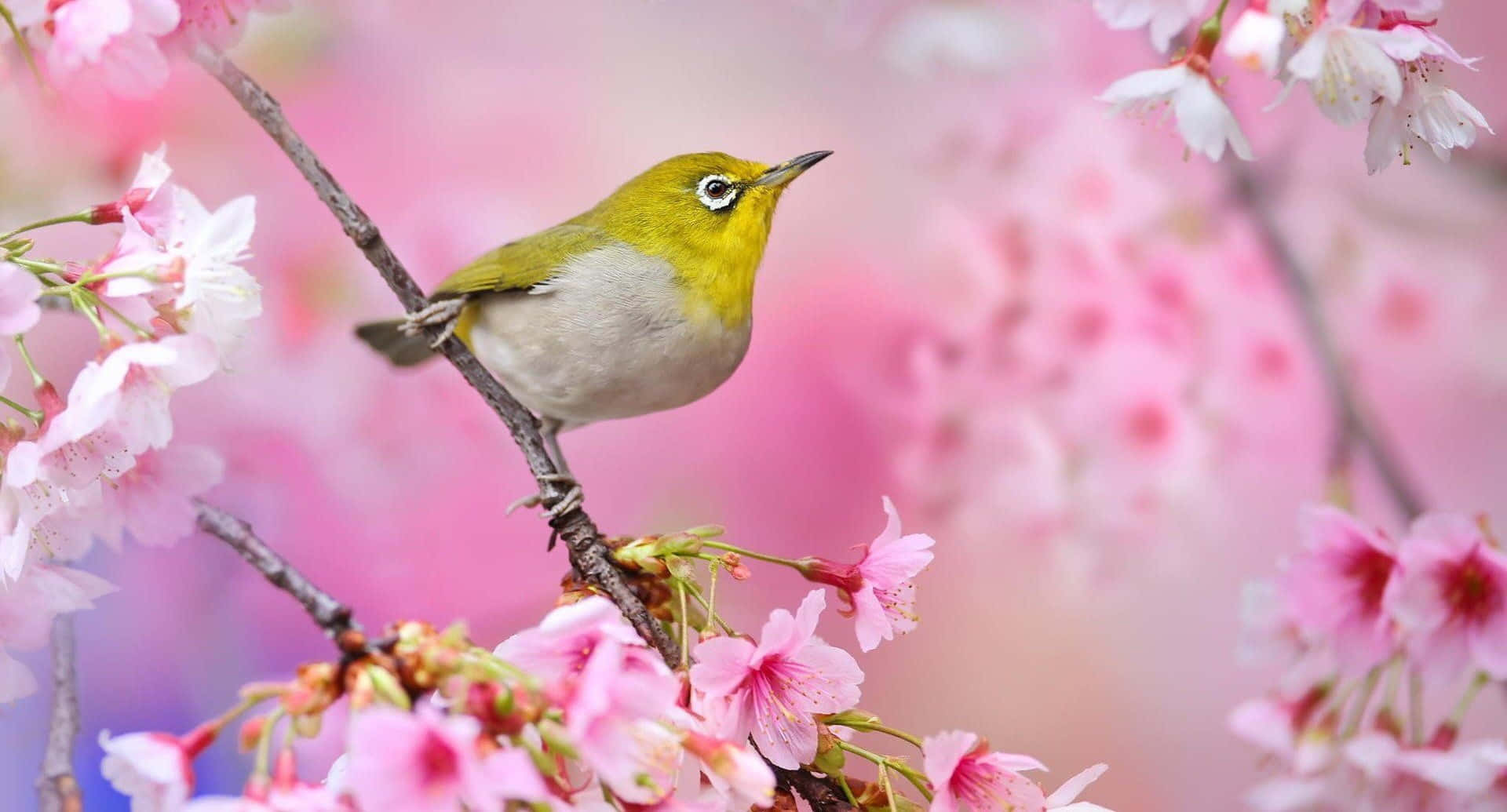 A Radiant Sun-kissed Bird Perched On A Branch