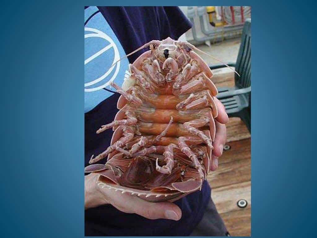 A Rare Glimpse Into The Deep Sea With A Giant Isopod Wallpaper