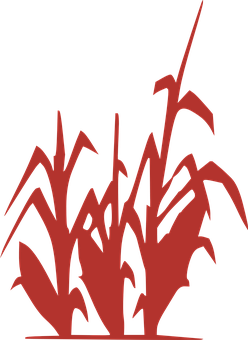 A Red Plant With Black Background PNG