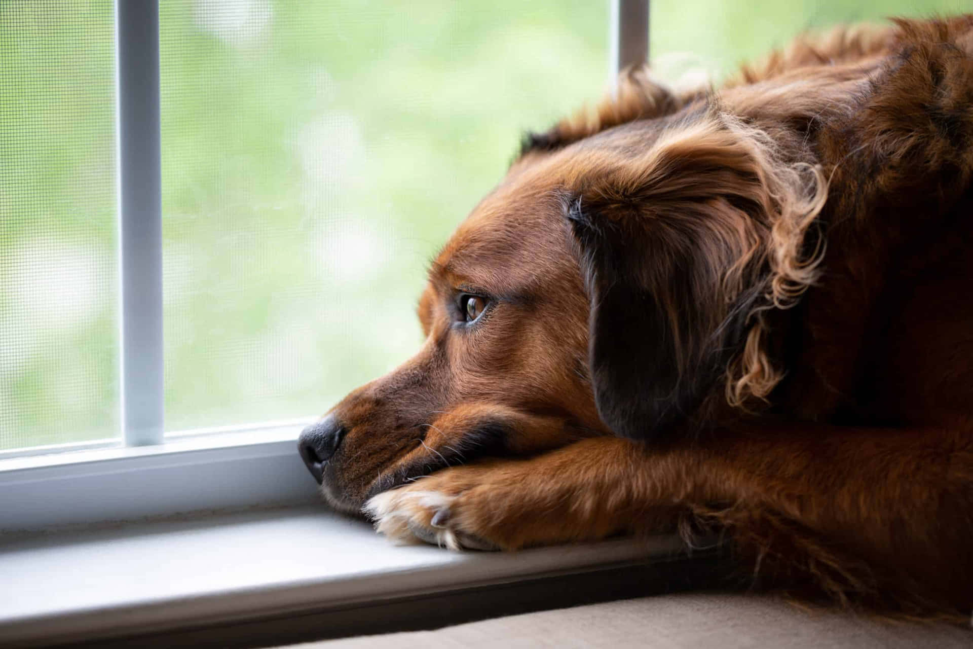 En Reflekterende Trist Hund Som Stirrer Ut I Det Fjerne Bakgrunnsbildet