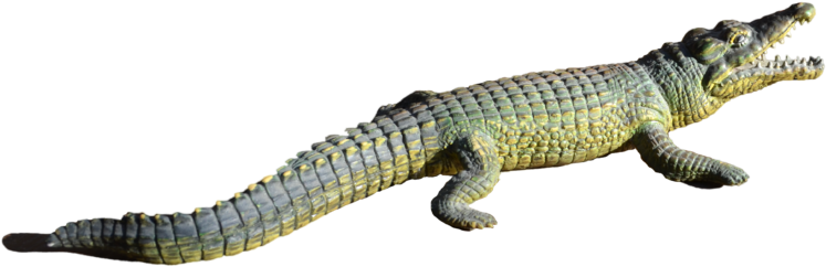 A Reptile With Long Tail PNG