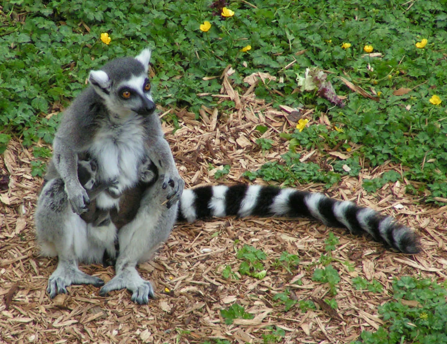 A Ring-tailed Lemur In Its Natural Habitat Wallpaper