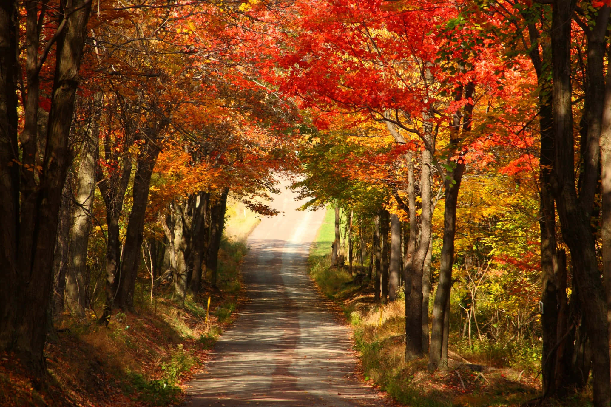 a road lined with trees Wallpaper — A winding road stretches through a tunnel of fiery red and golden autumn trees under bright daylight.