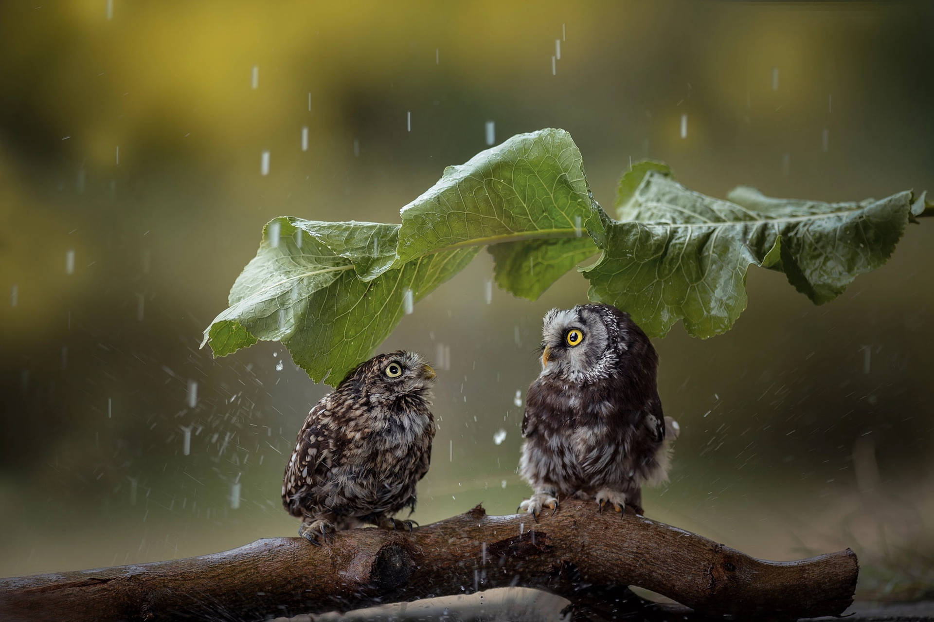 A Romantic Shower - Couple In Rain Wallpaper