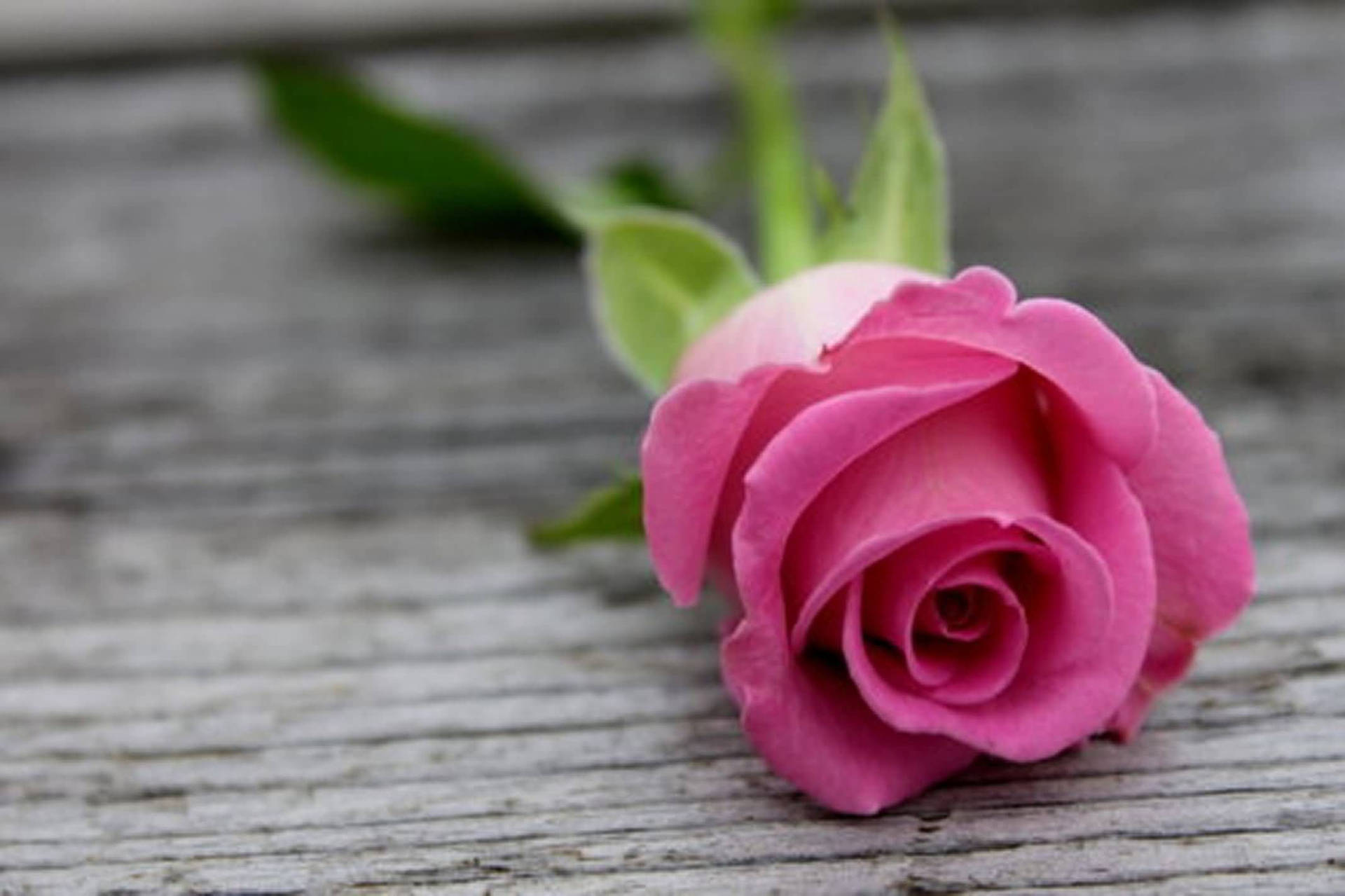 A Rose Picked From Pink Roses Garden Wallpaper