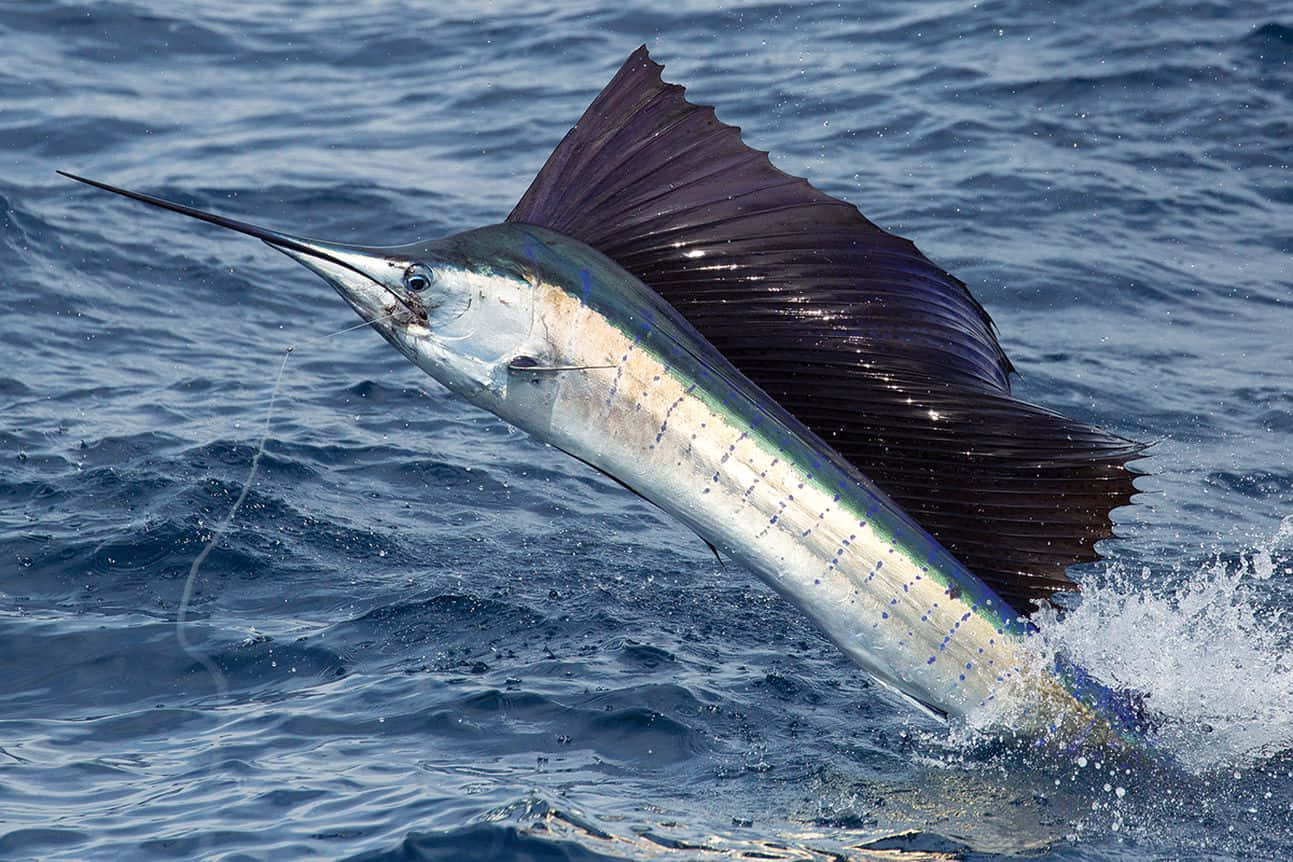 A Sailfish Leaping Out Of The Shimmering Ocean Under A Blue Sky. Wallpaper