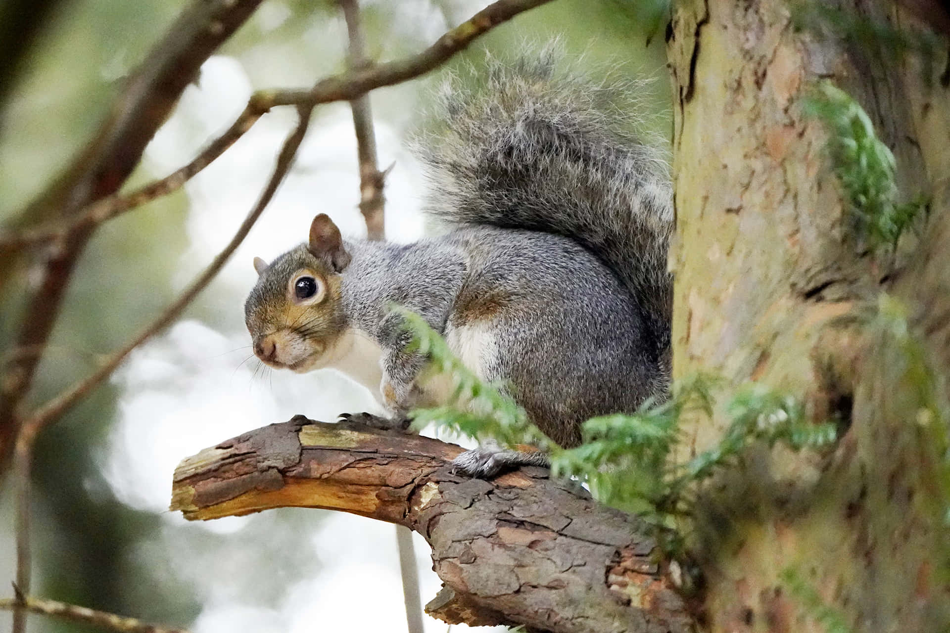 A Scenic Image Of A Squirrel In Nature