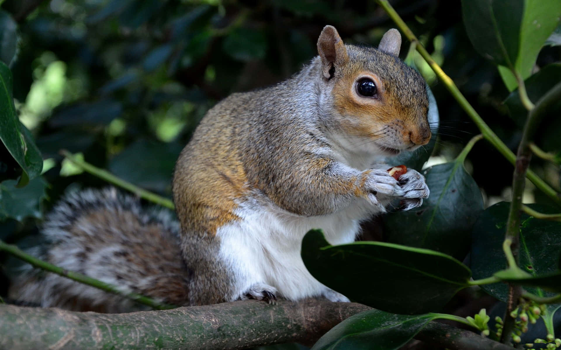 A Scenic Snapshot Of A Squirrel In Nature