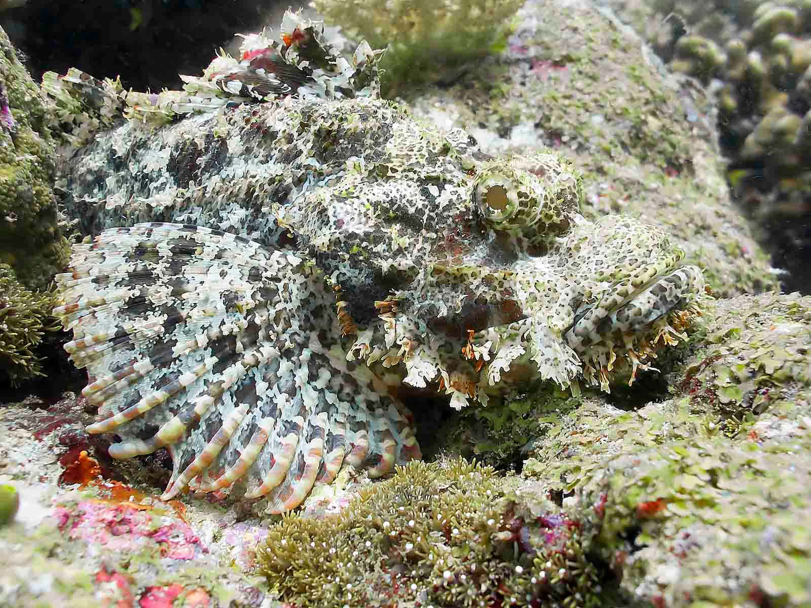 En Skorpionfisk Hviler Rolig På Havbunnen Bakgrunnsbildet