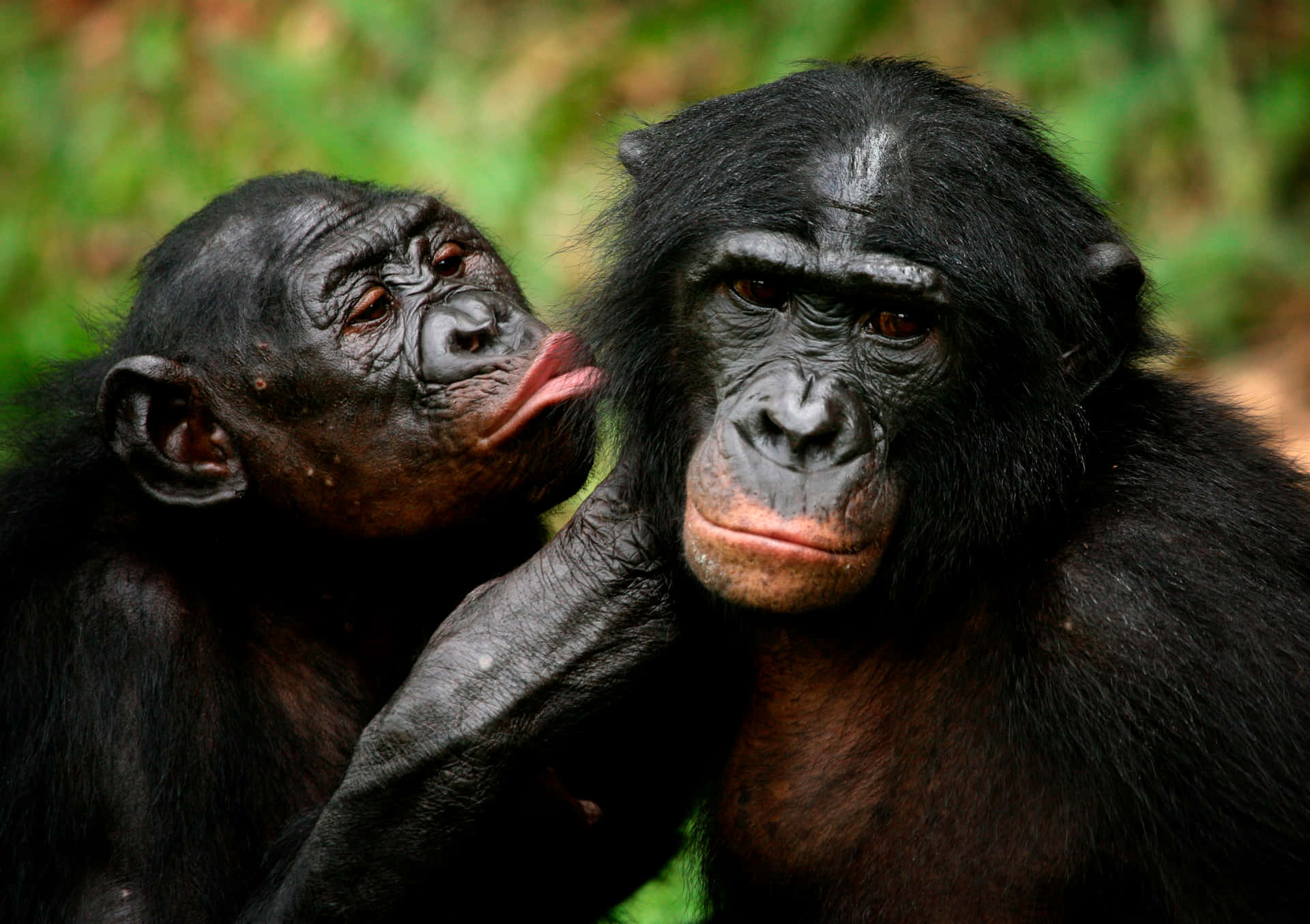 A Serene Bonobo In Its Natural Habitat Wallpaper