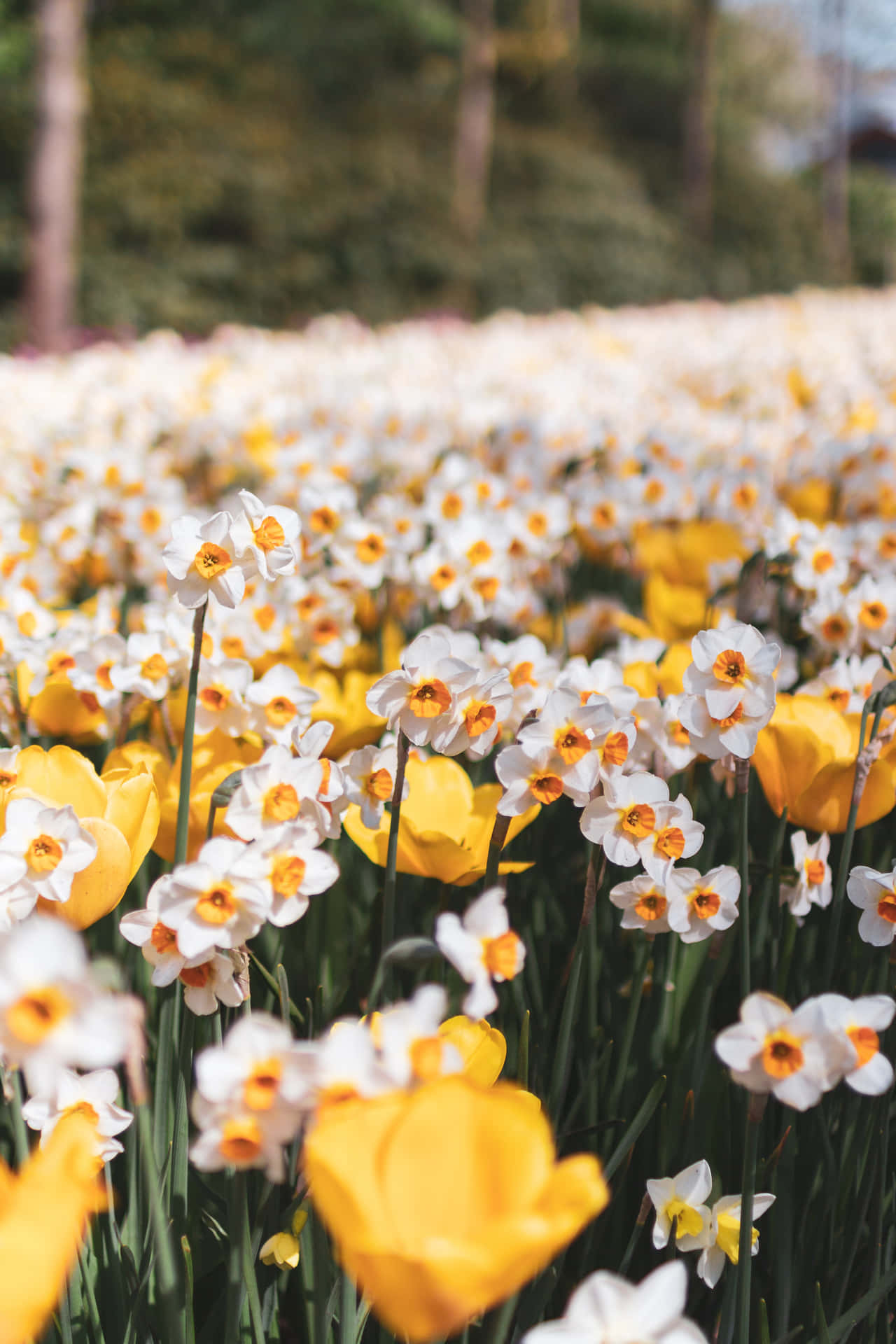 A Serene Day In The Blossoming Flower Field