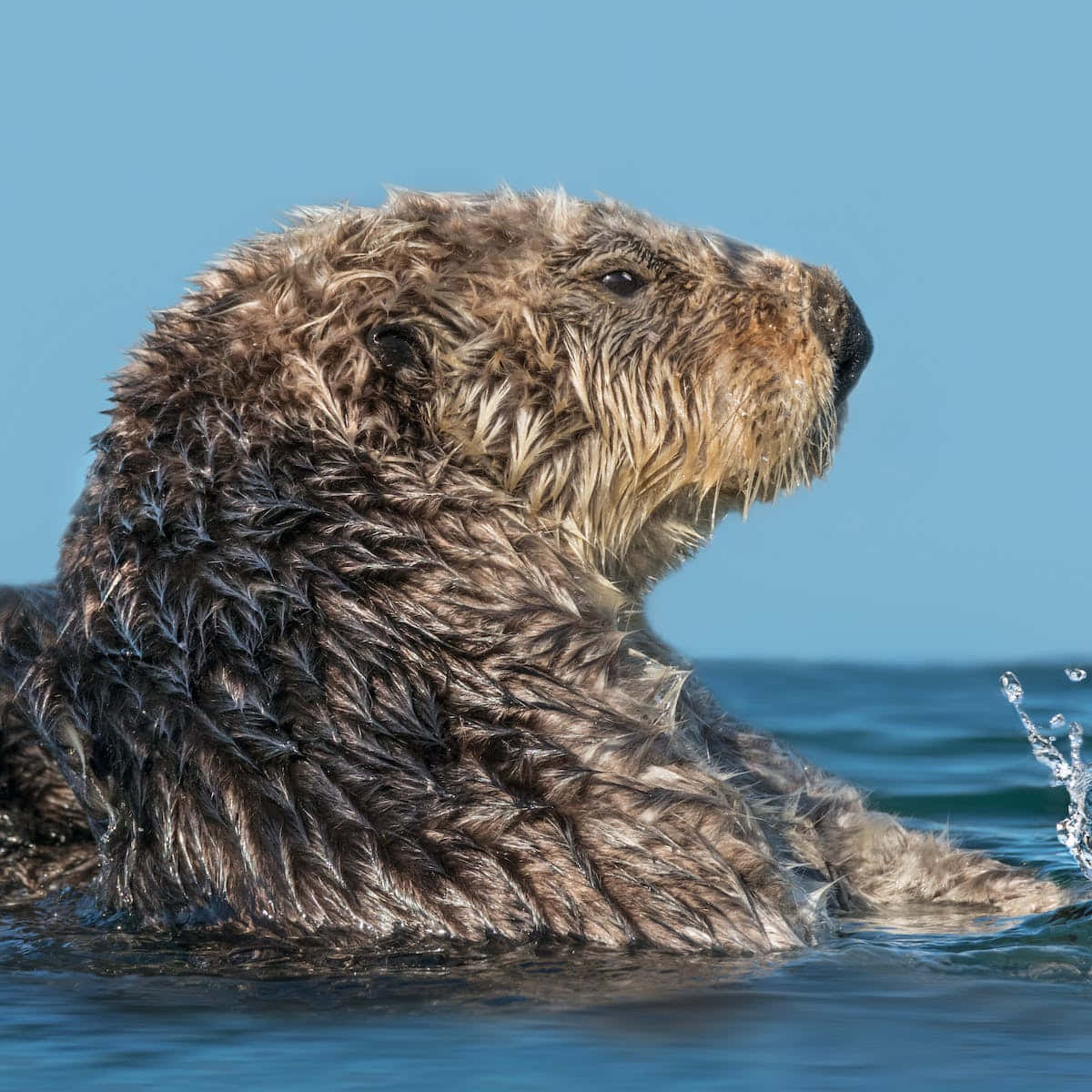 A Serene Day With A Playful Sea Otter Wallpaper
