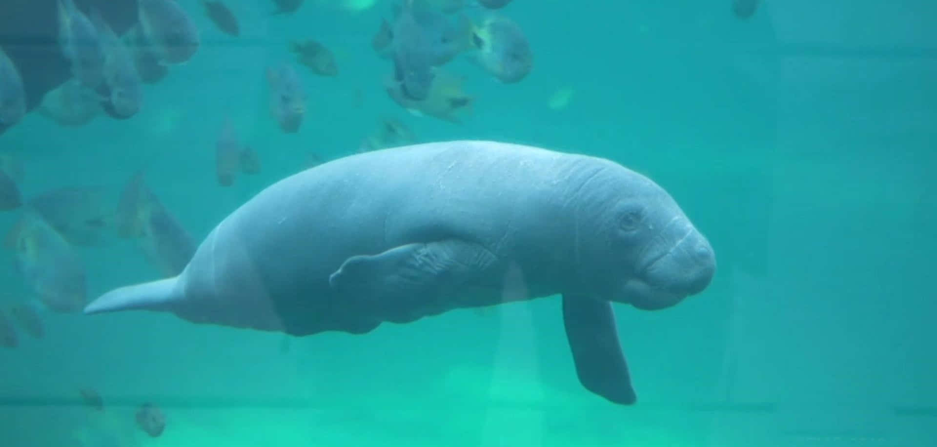 A Serene Group Of Manatees Swimming Peacefully In Clear Tropical Waters. Wallpaper