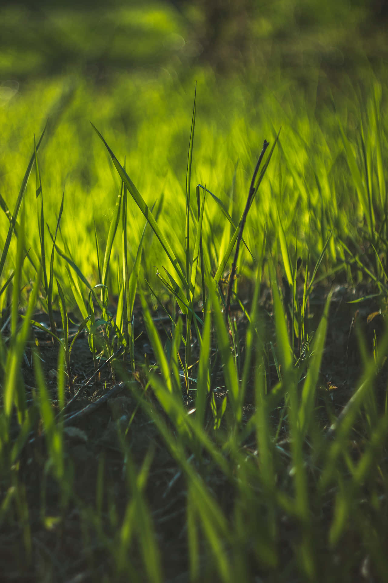 A Serene Meadow: A Close-up View Of Freshly Grown Grass