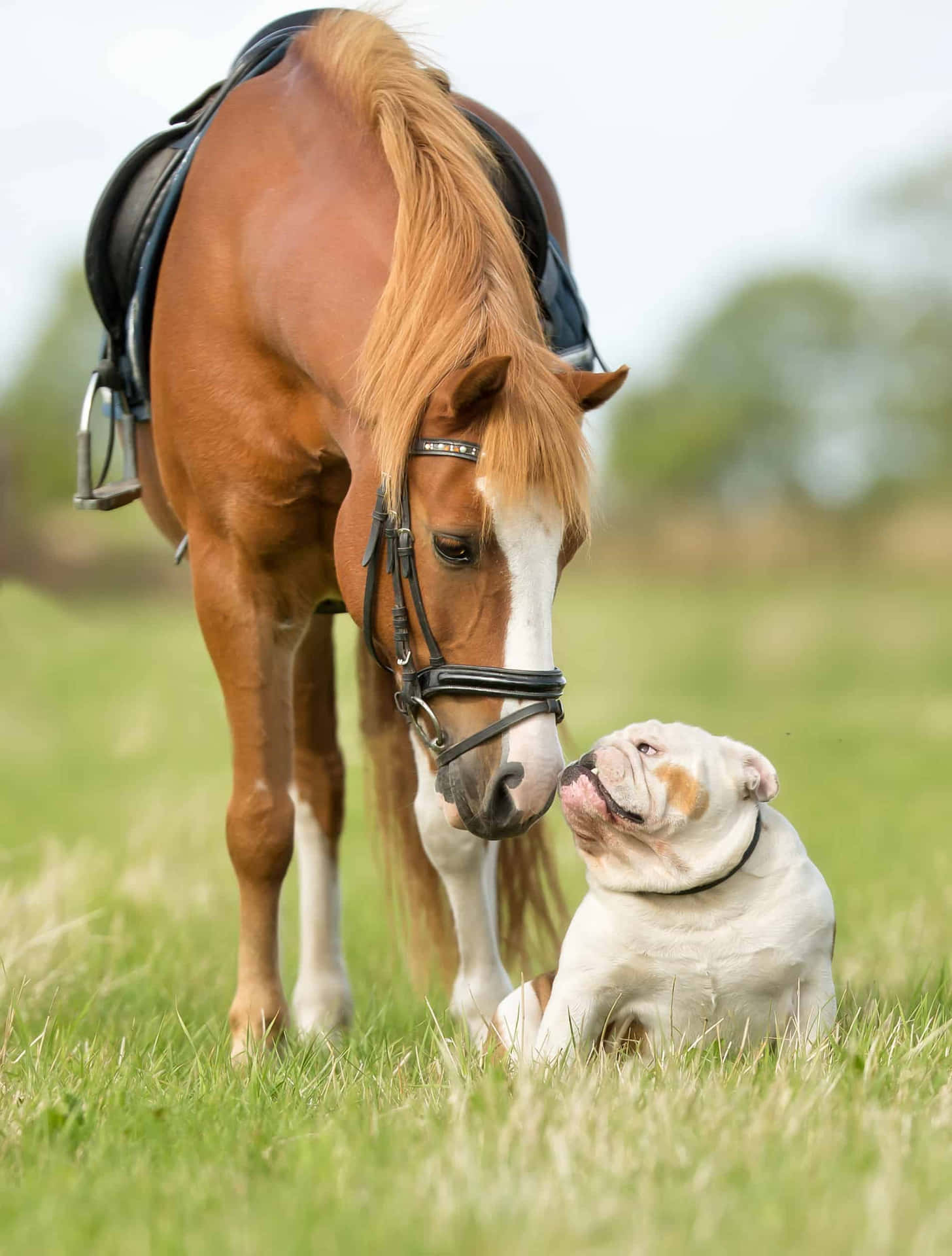 A Serene Moment Between A Horse And A Dog In The Countryside Wallpaper