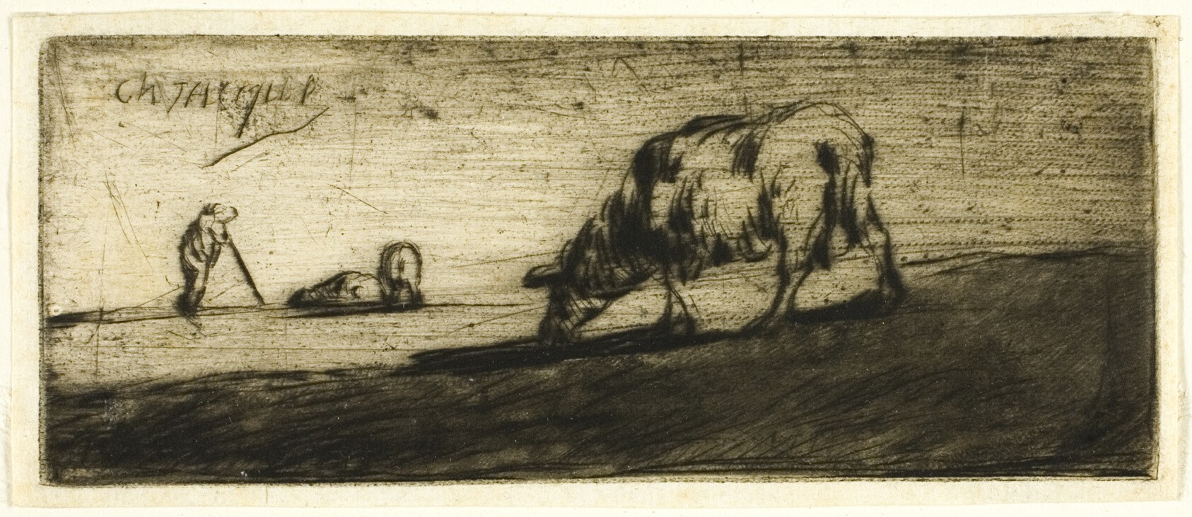 A Sheep Grazing Wallpaper