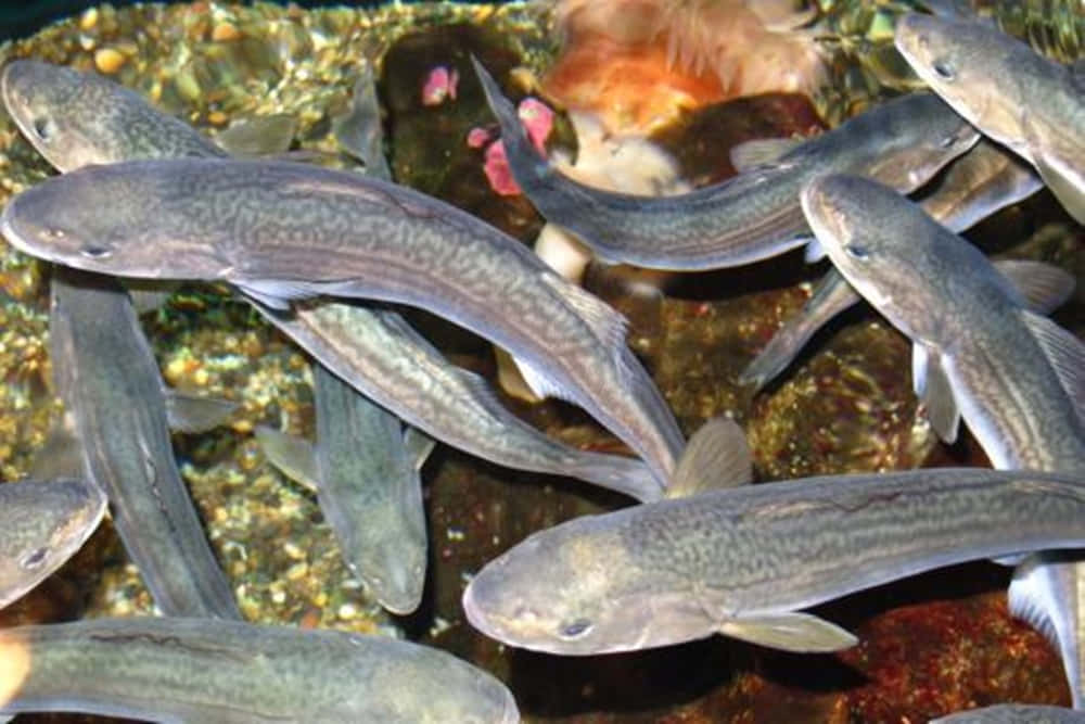 A Shimmering Sablefish Swimming In The Mysterious Deep Sea. Wallpaper